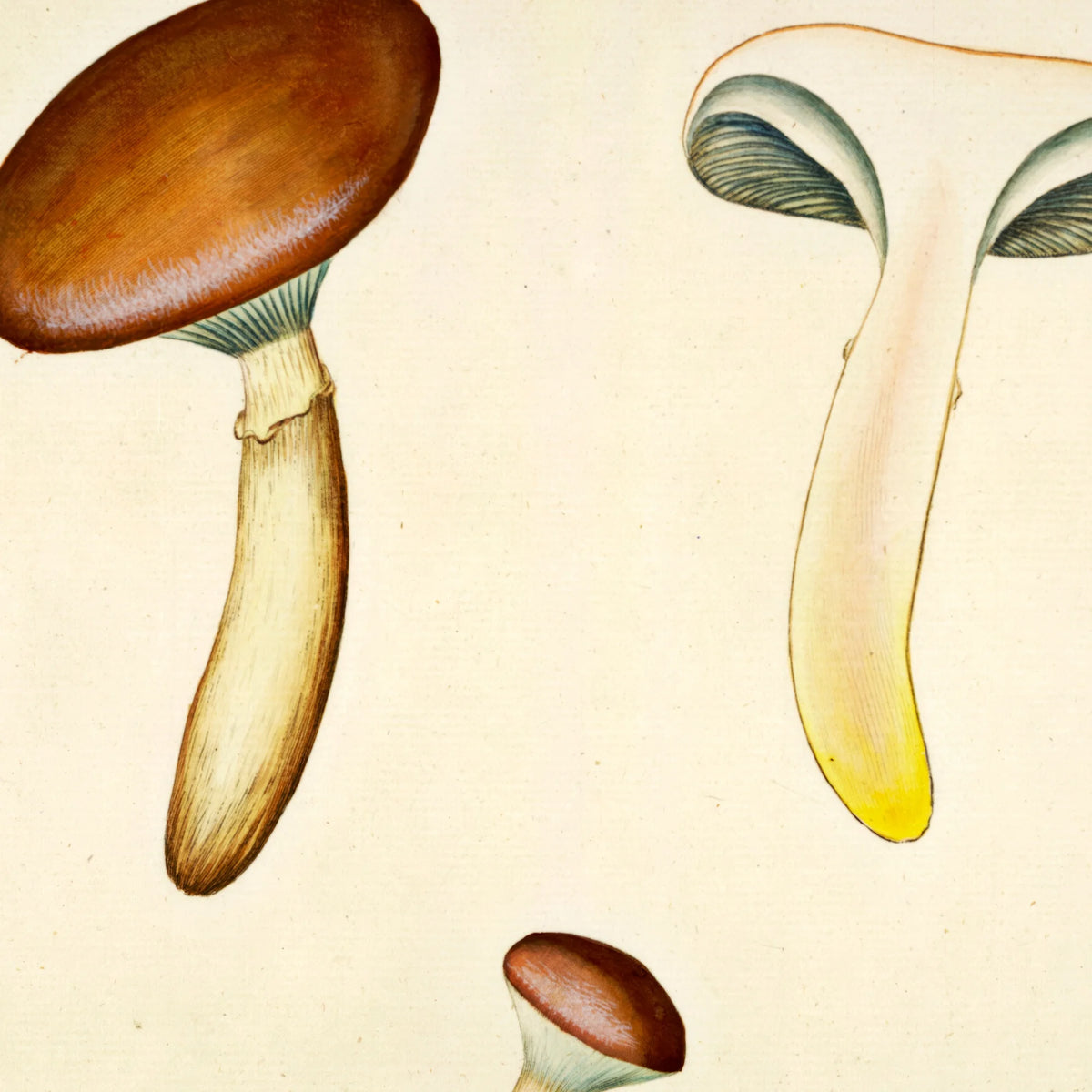 Agaricus glutinosus Vahl. 1799 - Flora Danica – billede 4