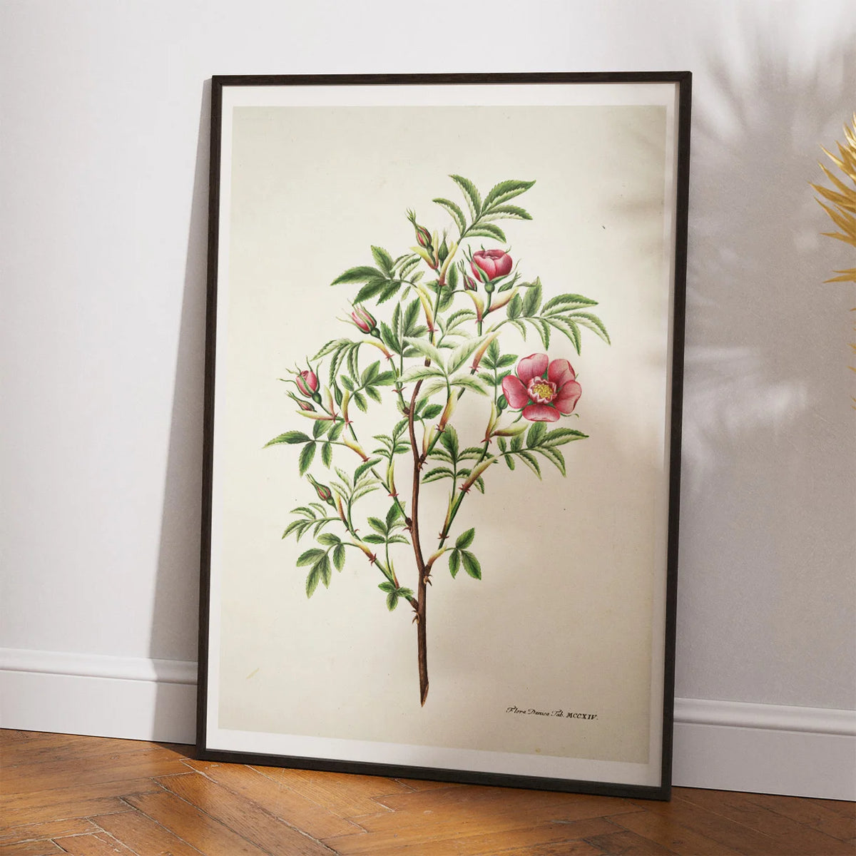 Kanelrose 1799 - Flora Danica – billede 2