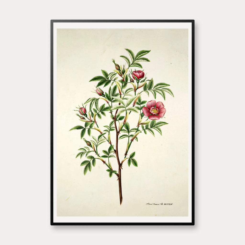 Kanelrose 1799 - Flora Danica – billede 1