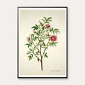 Kanelrose 1799 - Flora Danica – billede 1
