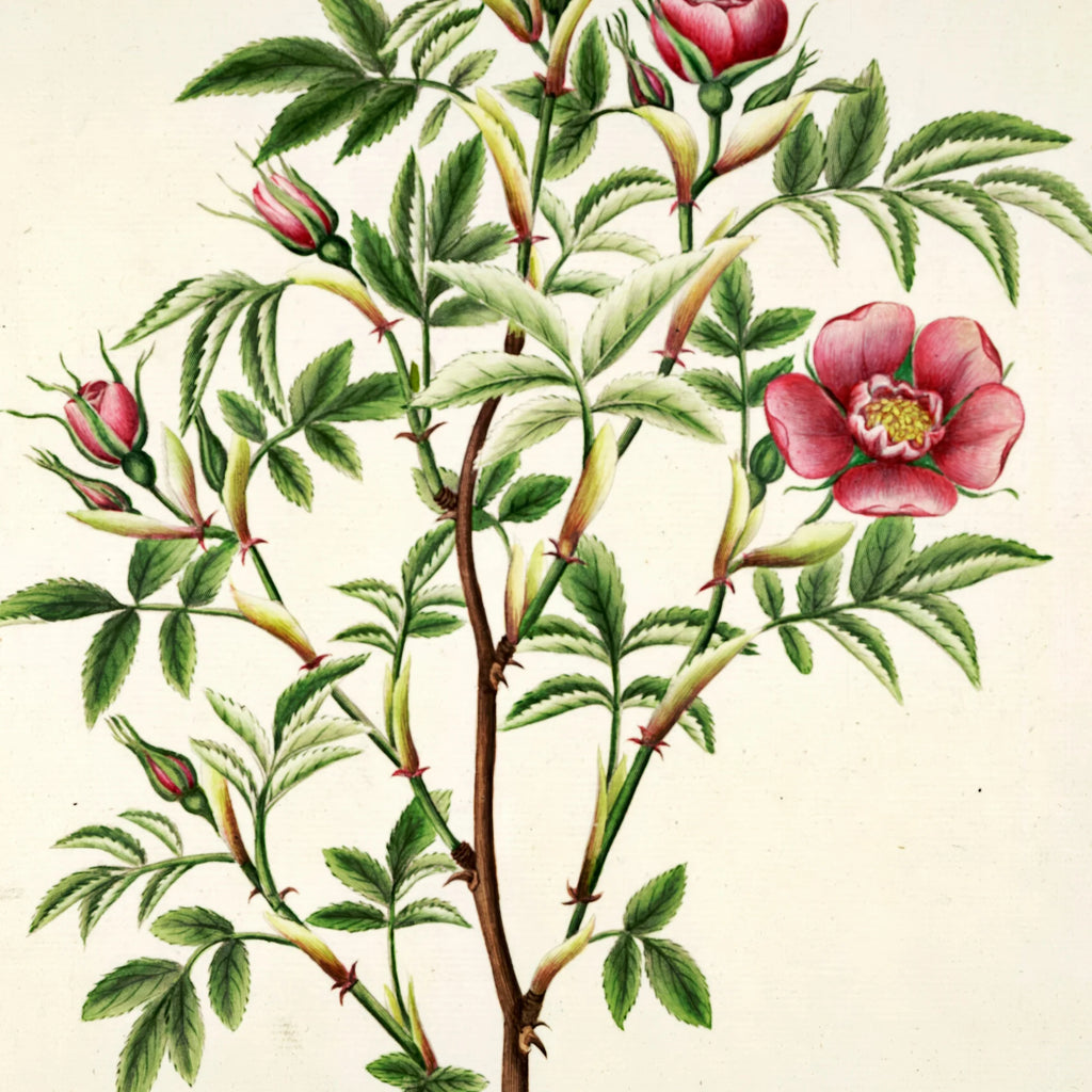 Kanelrose 1799 - Flora Danica – billede 4