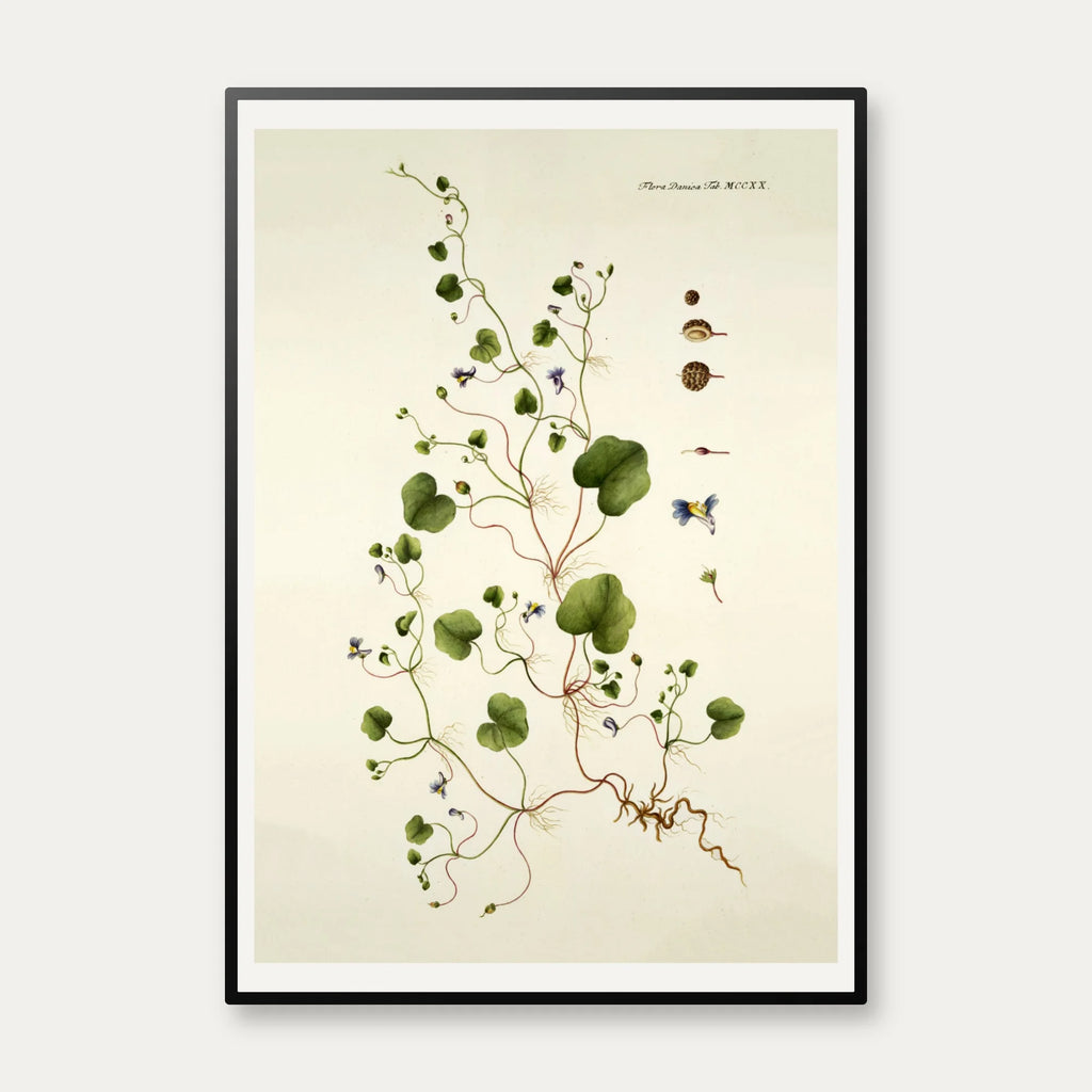 Torskemund 1799 - Flora Danica – billede 1