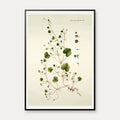 Torskemund 1799 - Flora Danica – billede 1