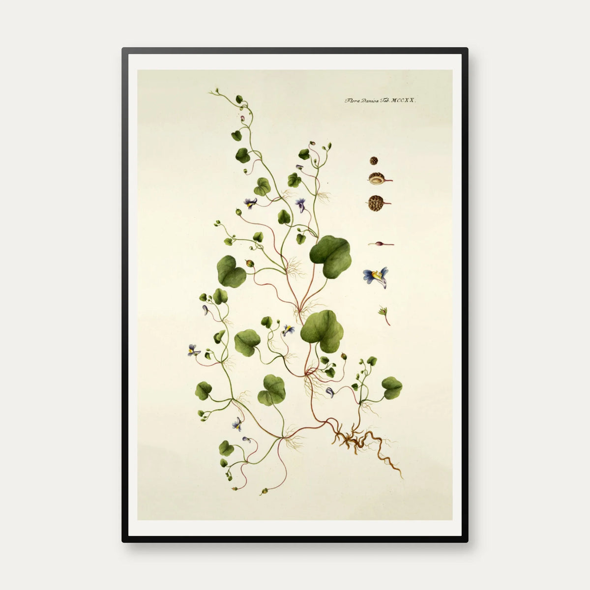 Torskemund 1799 - Flora Danica – billede 1