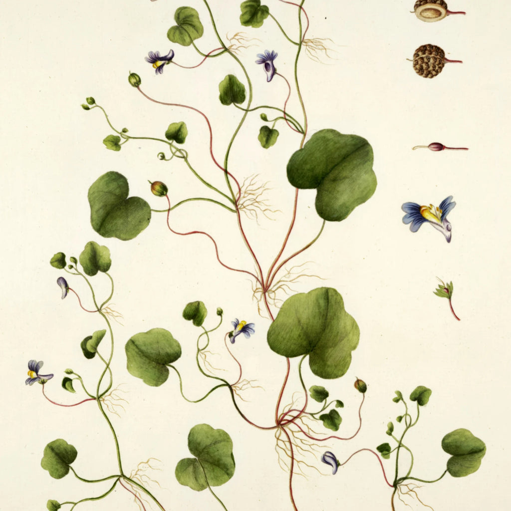 Torskemund 1799 - Flora Danica – billede 4