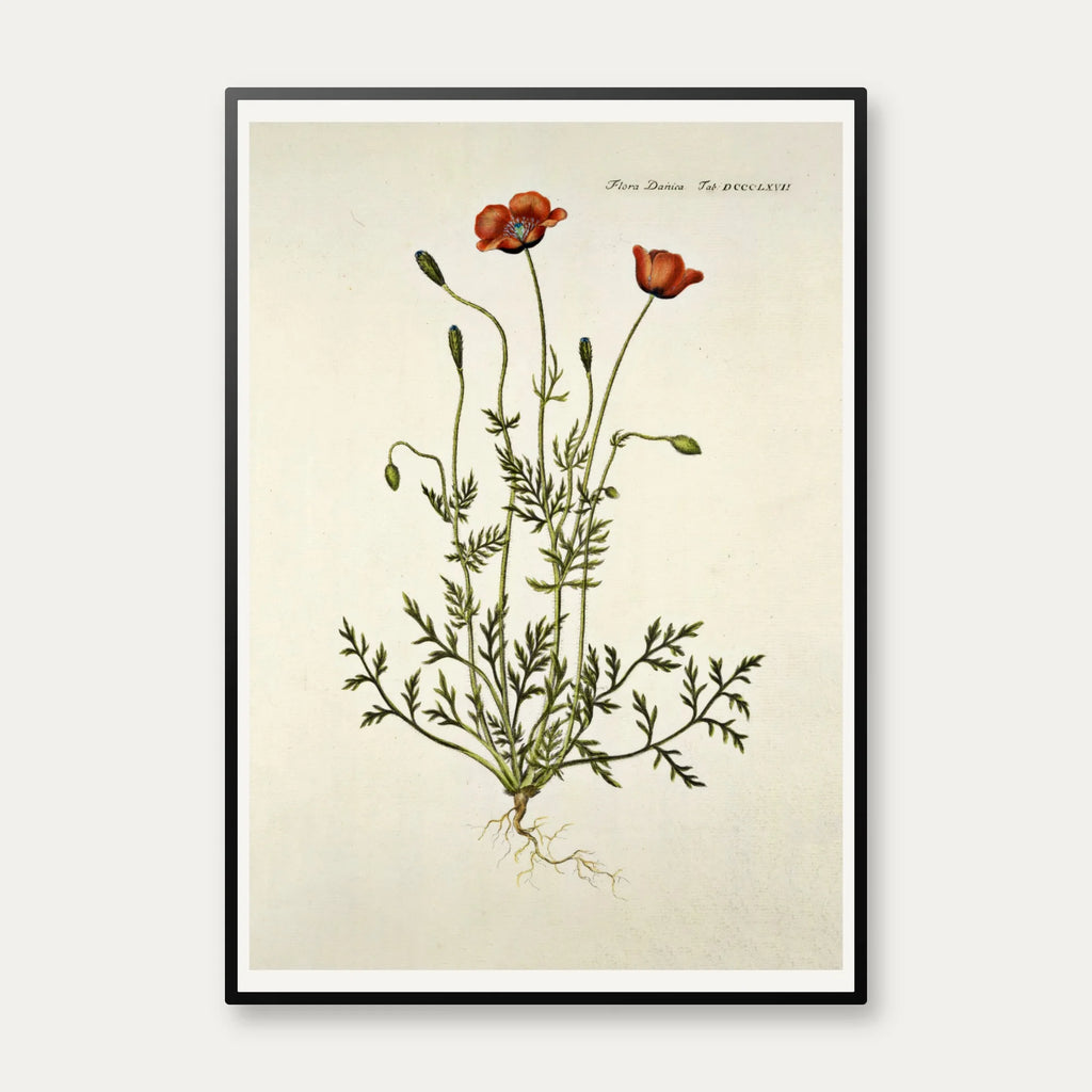 Kølle-valmue 1782 - Flora Danica – billede 1