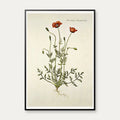 Kølle-valmue 1782 - Flora Danica – billede 1