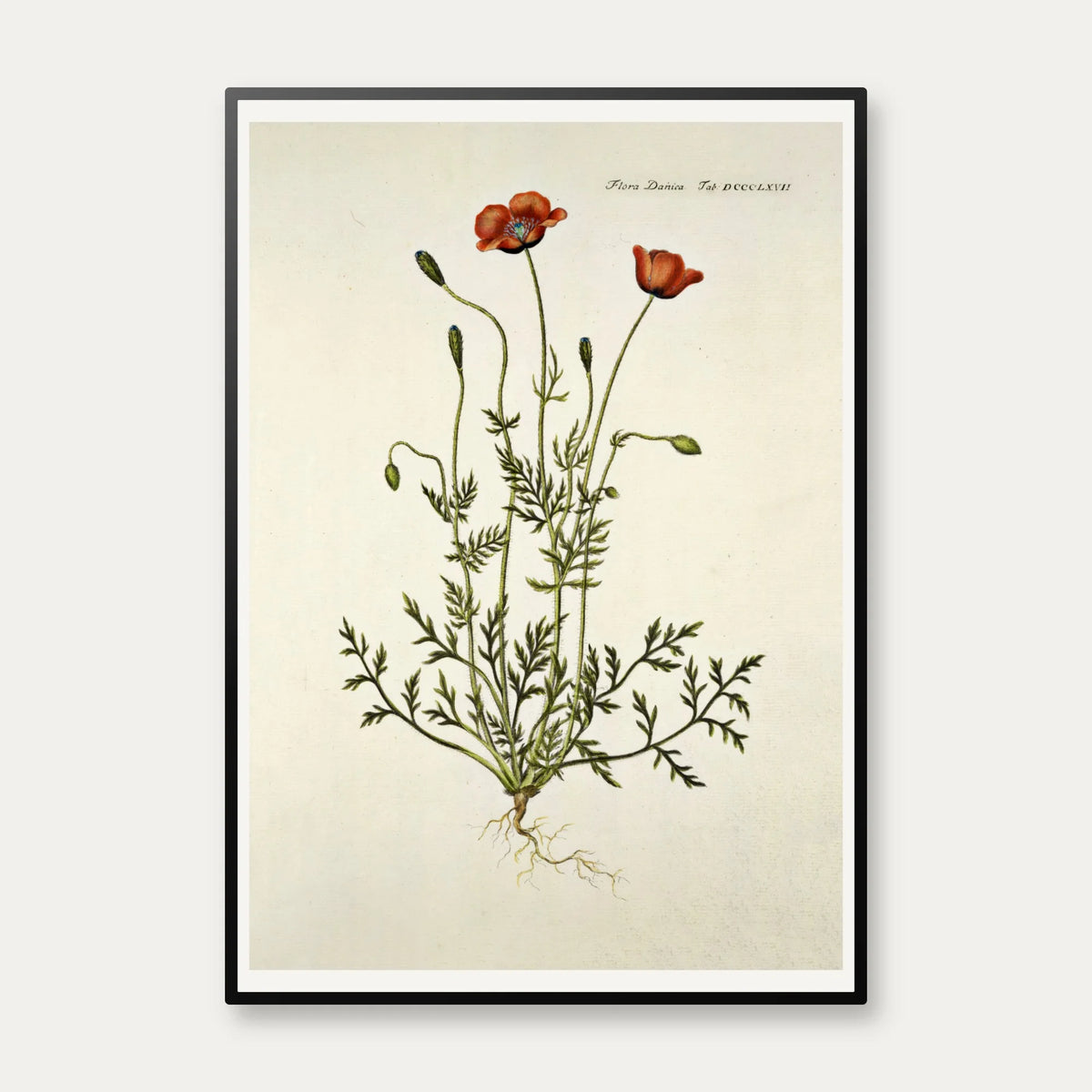 Kølle-valmue 1782 - Flora Danica – billede 1