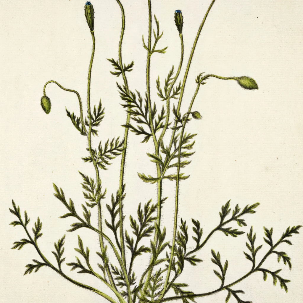 Kølle-valmue 1782 - Flora Danica – billede 4