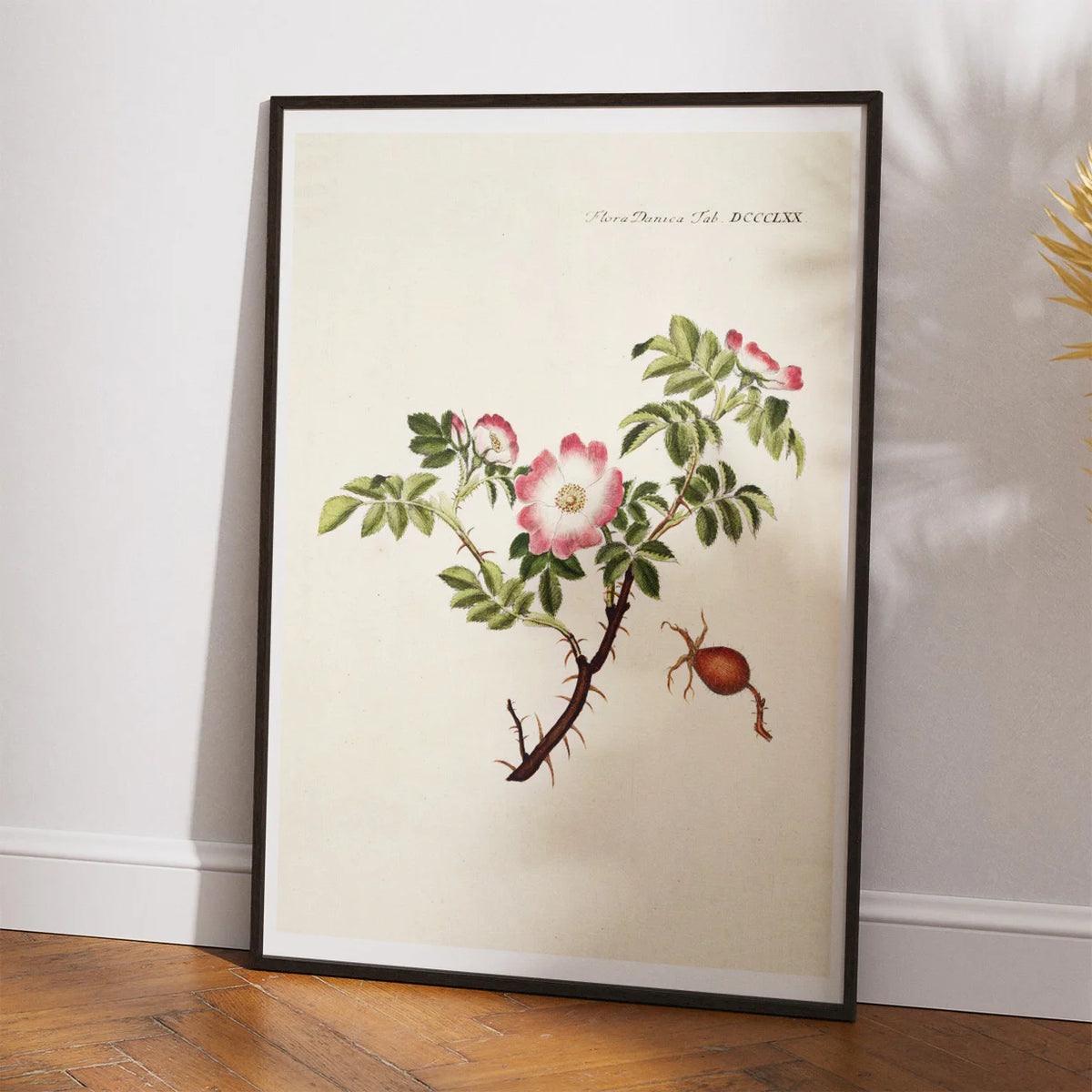 Æble-Rose 1782 - Flora Danica – billede 2