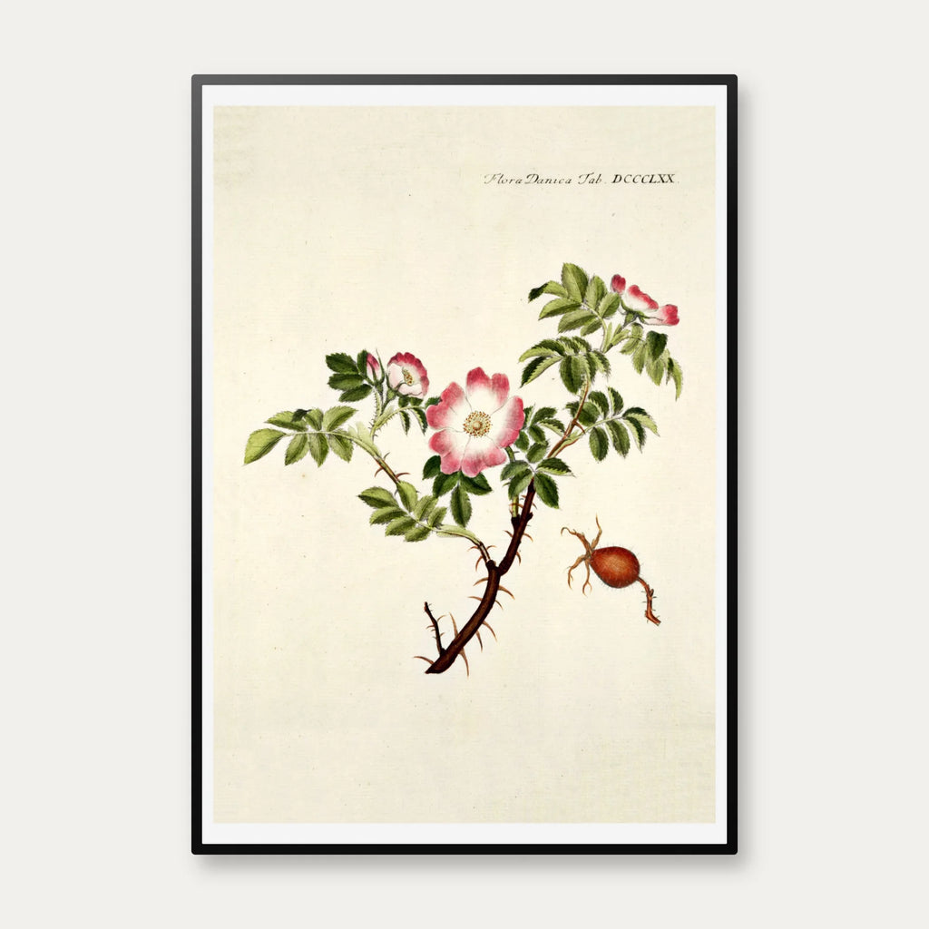 Æble-Rose 1782 - Flora Danica – billede 1