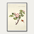 Æble-Rose 1782 - Flora Danica – billede 1