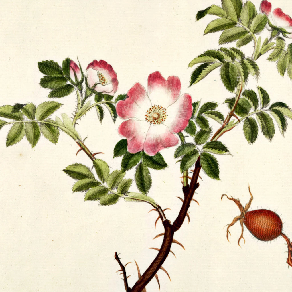 Æble-Rose 1782 - Flora Danica – billede 4
