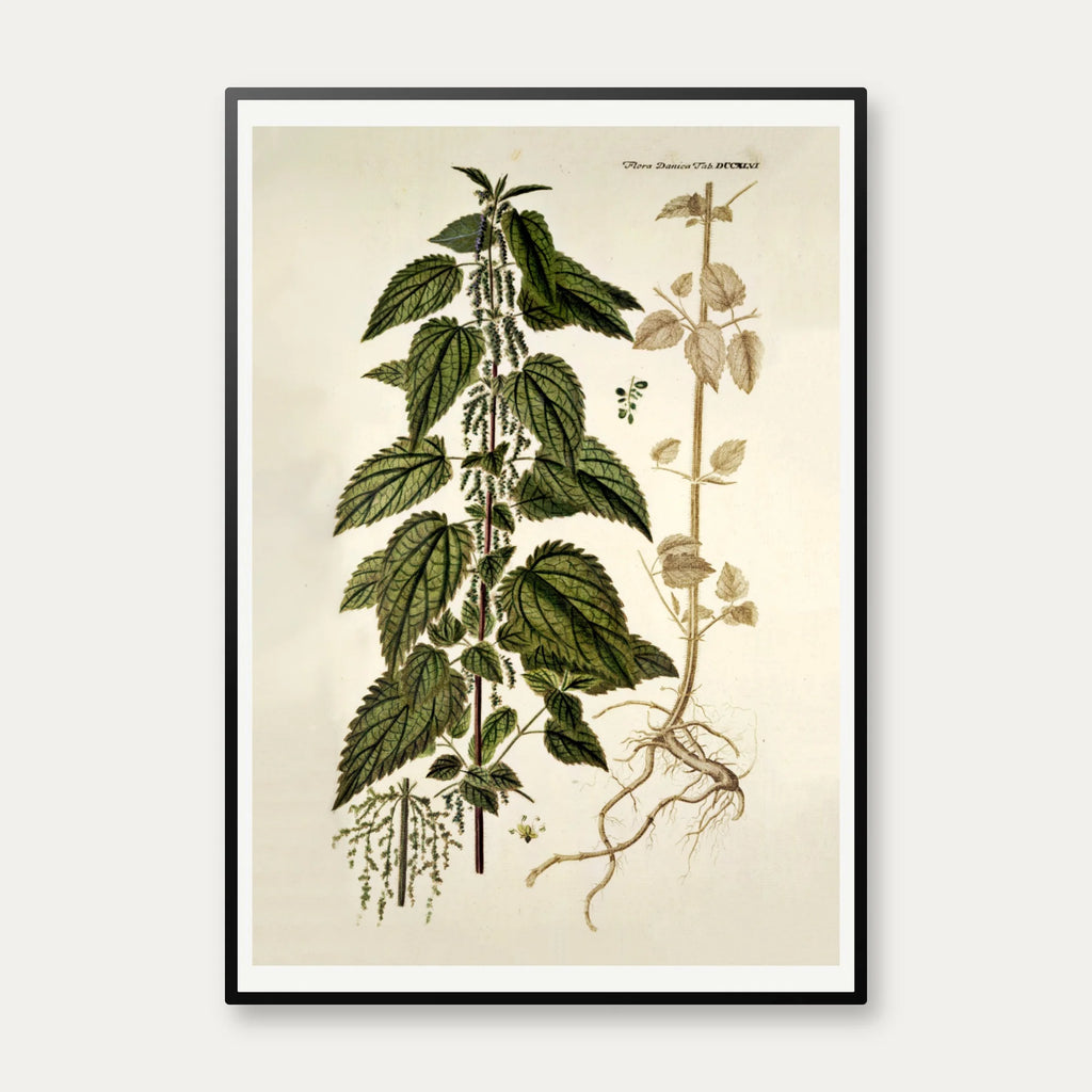 Stor Nælde 1778 - Flora Danica – billede 1