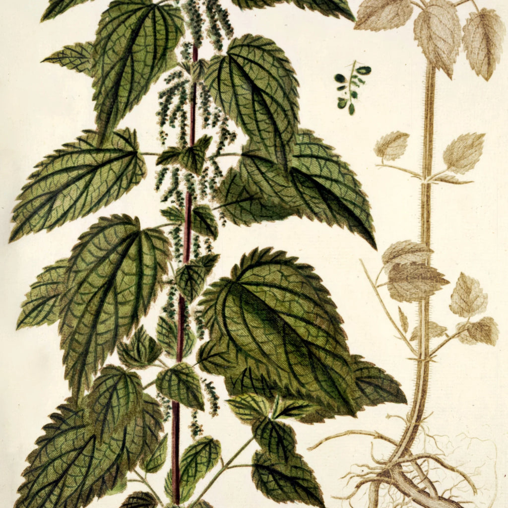 Stor Nælde 1778 - Flora Danica – billede 4