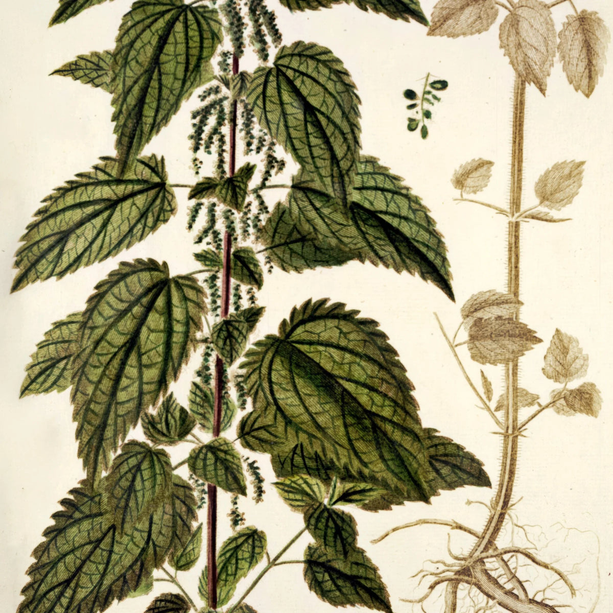 Stor Nælde 1778 - Flora Danica – billede 4