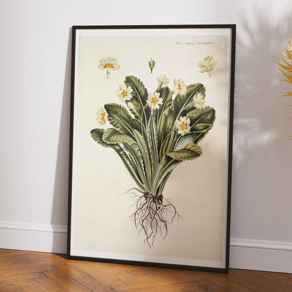 Storblomstret Kodriver 1765 - Flora Danica – billede 2