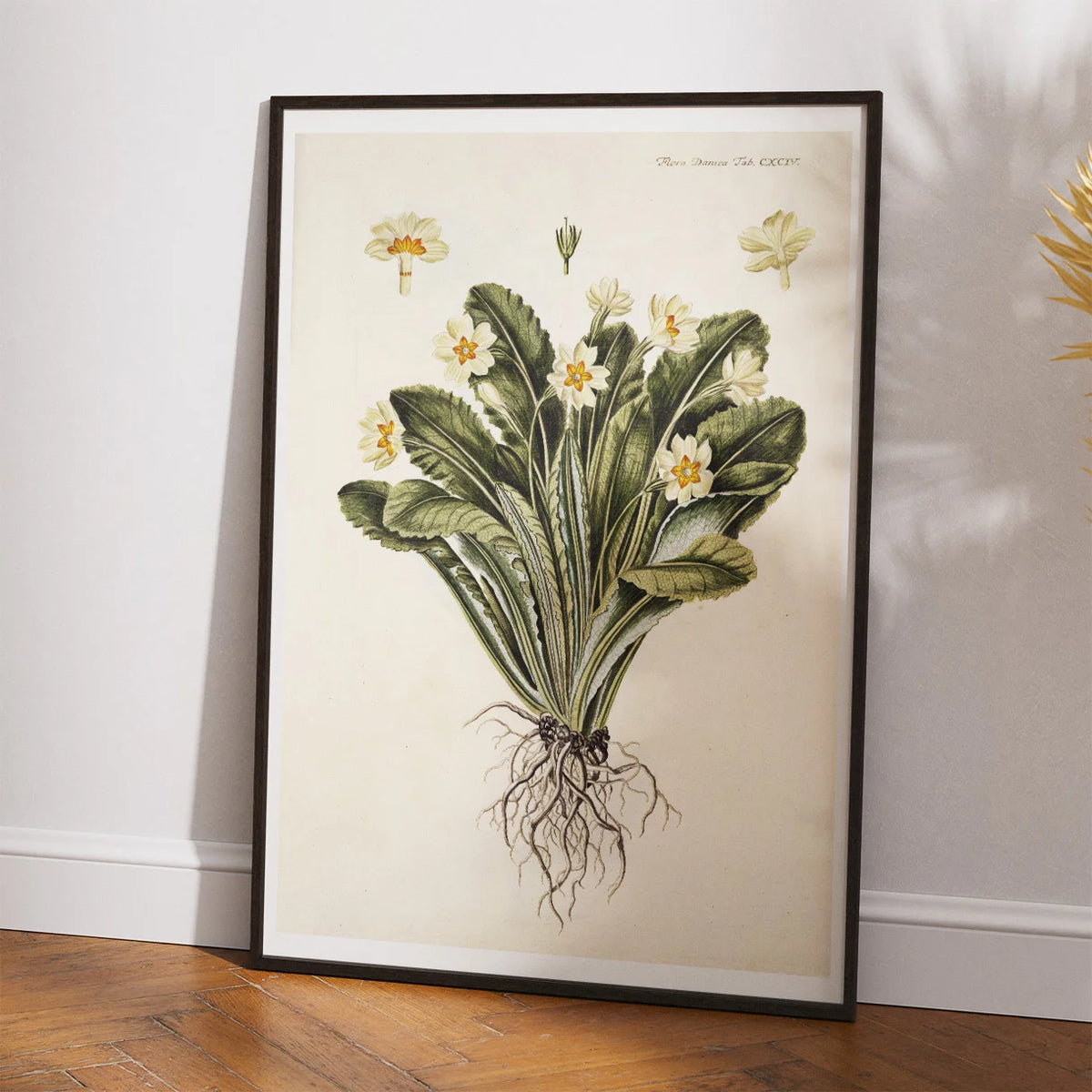 Storblomstret Kodriver 1765 - Flora Danica – billede 2