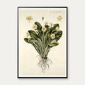 Storblomstret Kodriver 1765 - Flora Danica – billede 1