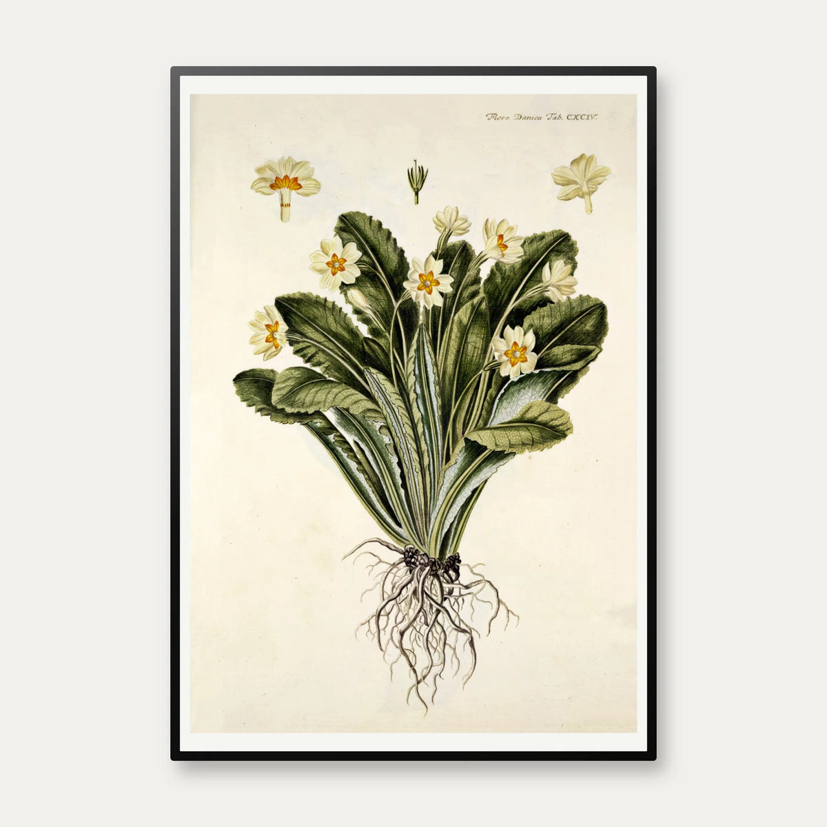 Storblomstret Kodriver 1765 - Flora Danica – billede 1