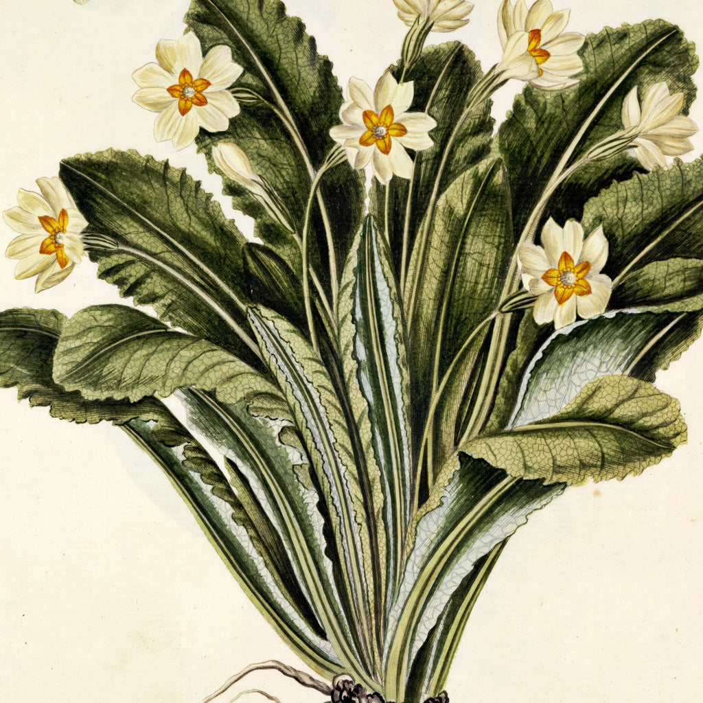 Storblomstret Kodriver 1765 - Flora Danica – billede 4