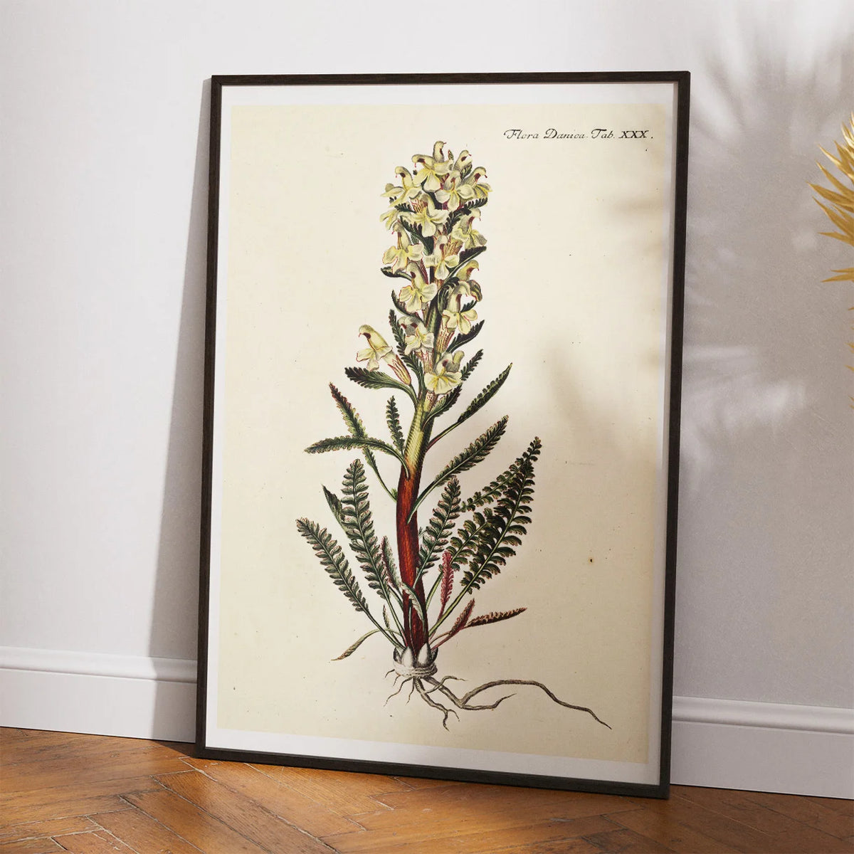 Troldurt 1761 - Flora Danica – billede 2