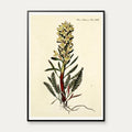 Troldurt 1761 - Flora Danica – billede 1