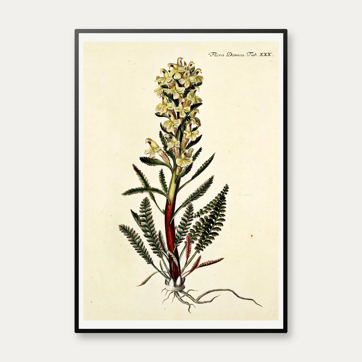 Troldurt 1761 - Flora Danica – billede 1