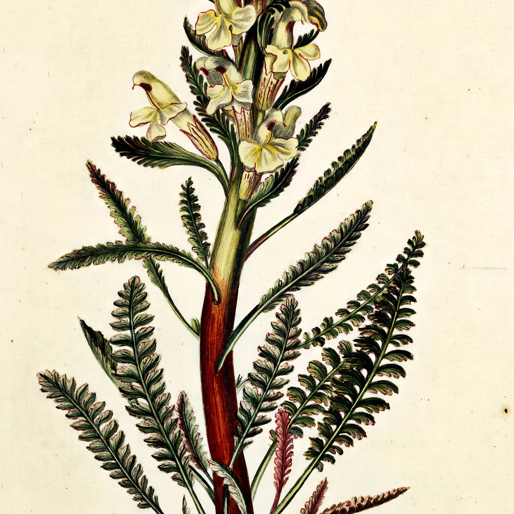 Troldurt 1761 - Flora Danica – billede 4
