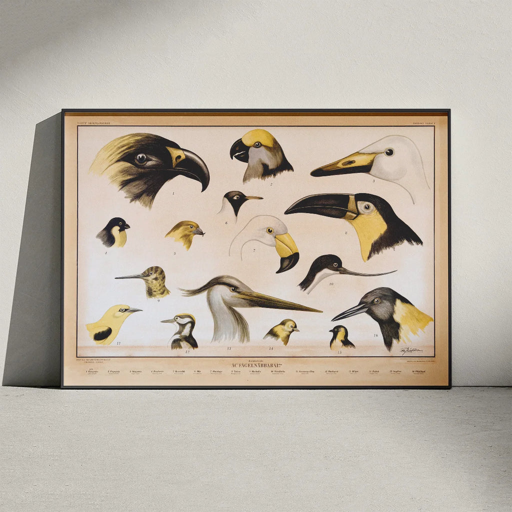 Fuglenæb 1961 - Zoologi – billede 3