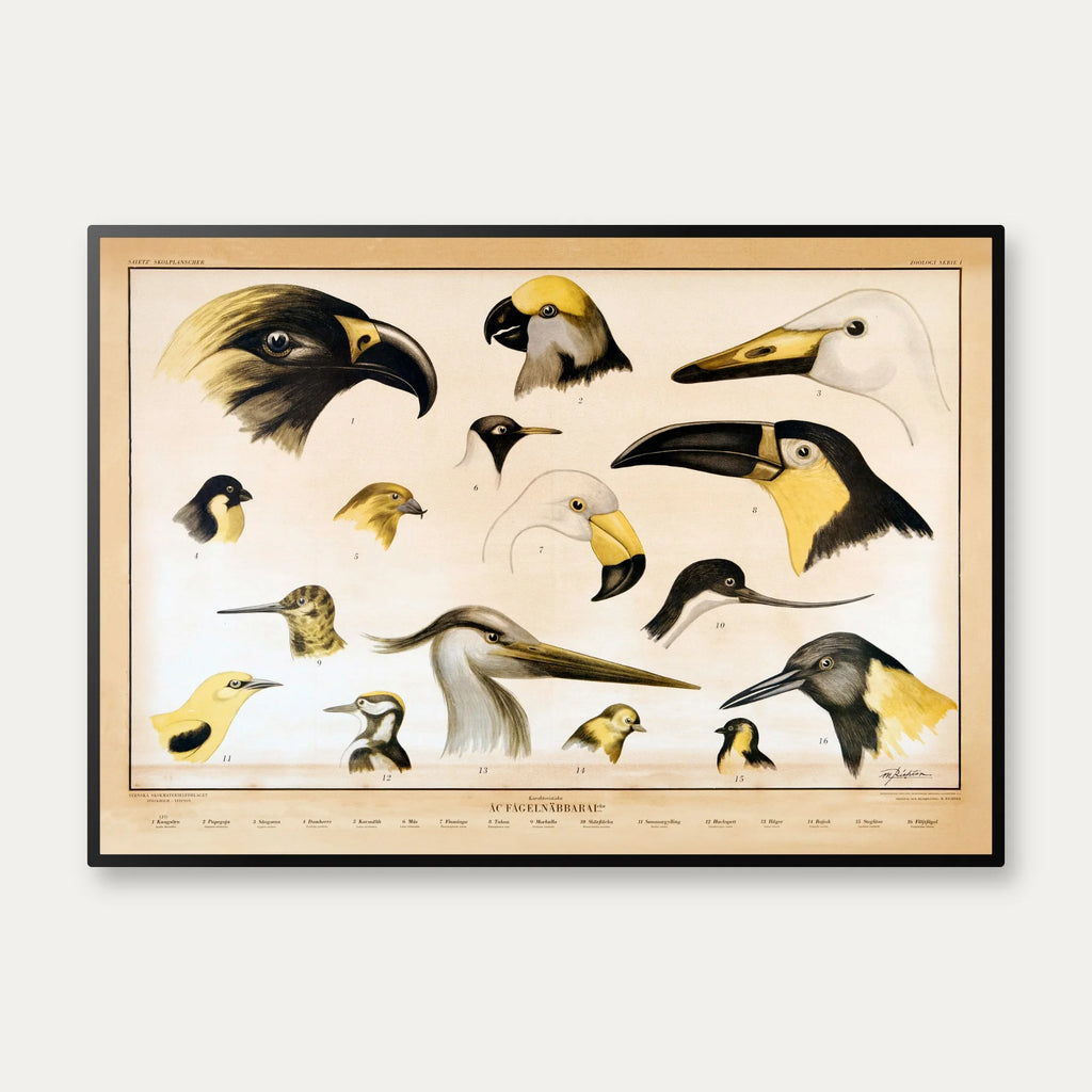 Fuglenæb 1961 - Zoologi – billede 1
