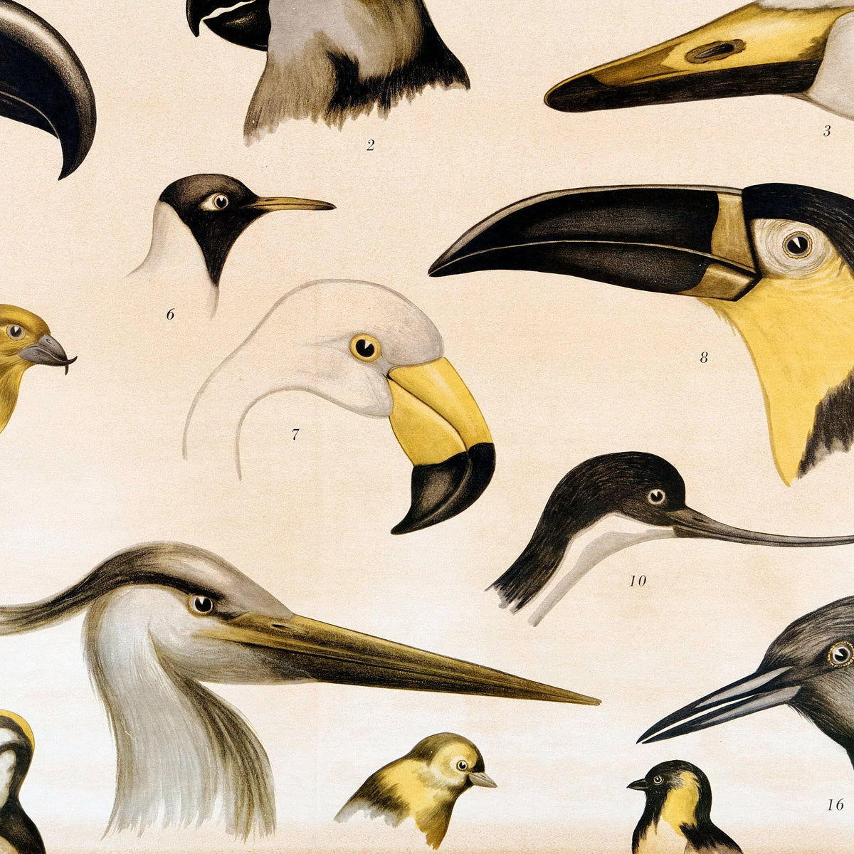 Fuglenæb 1961 - Zoologi – billede 4