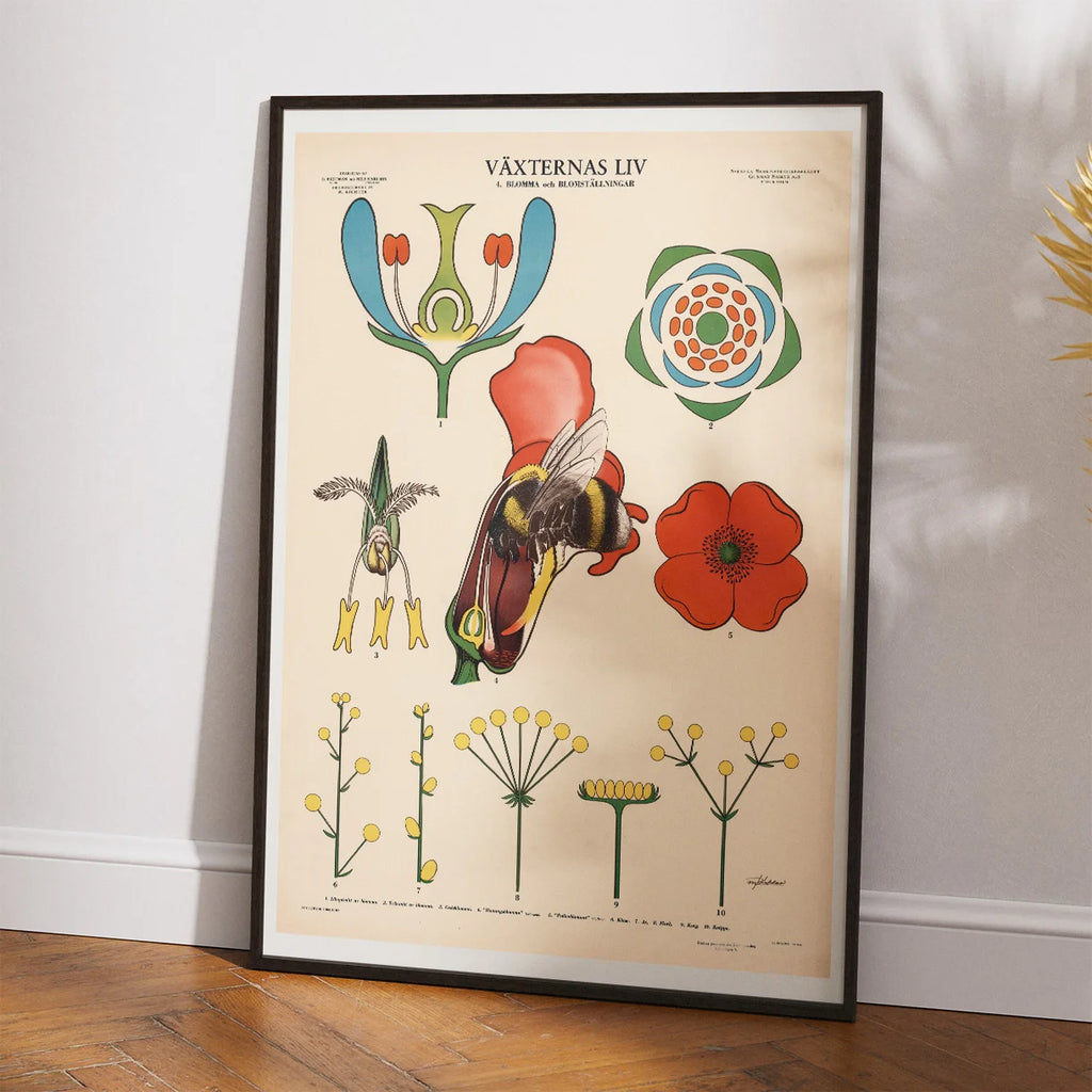 Blomsten og bien 1950 - Botanik – billede 2
