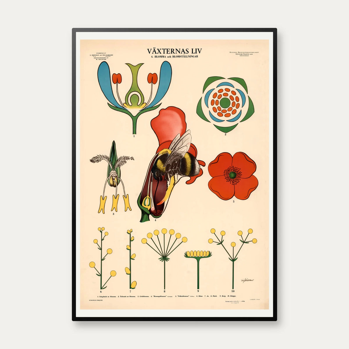 Blomsten og bien 1950 - Botanik – billede 1