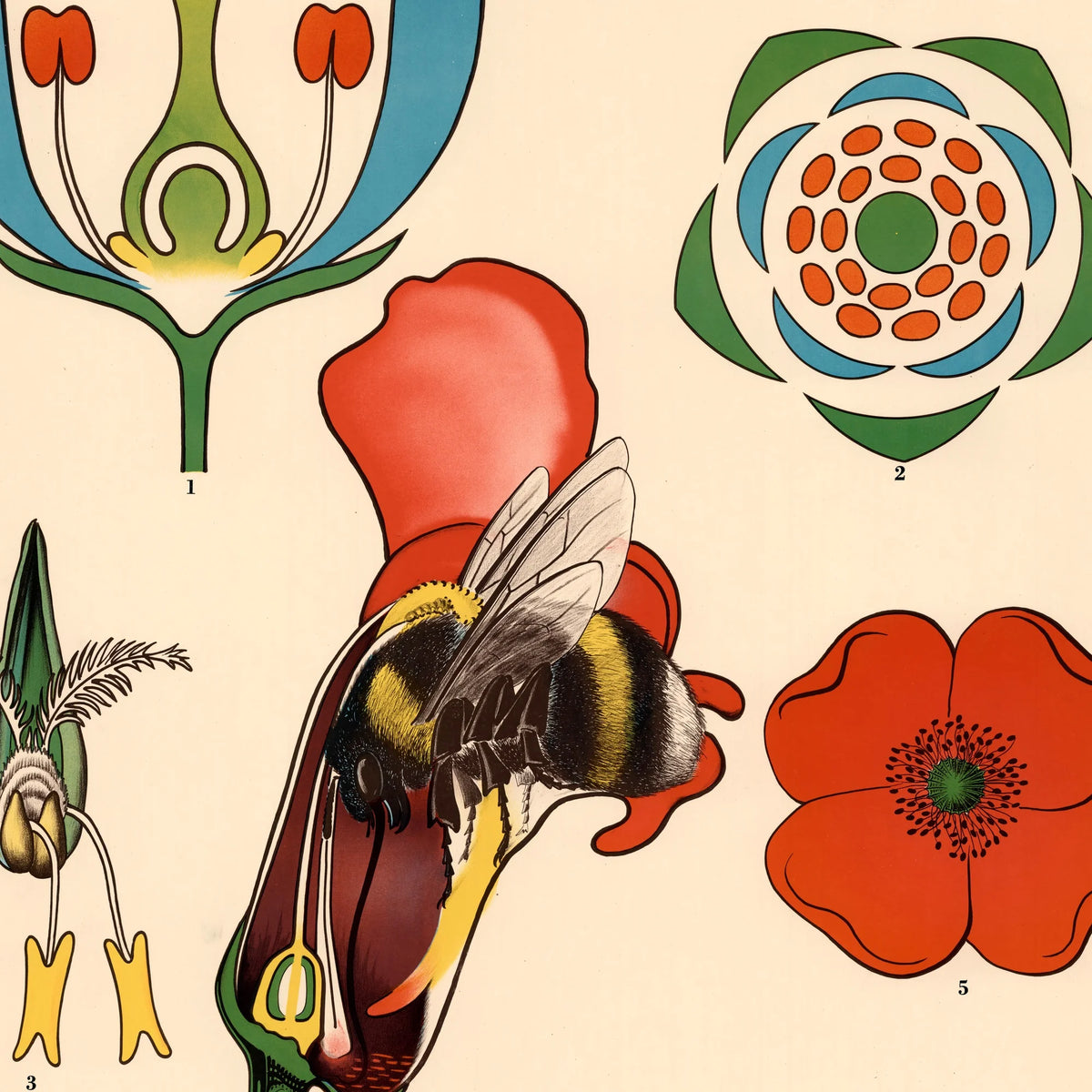 Blomsten og bien 1950 - Botanik – billede 4