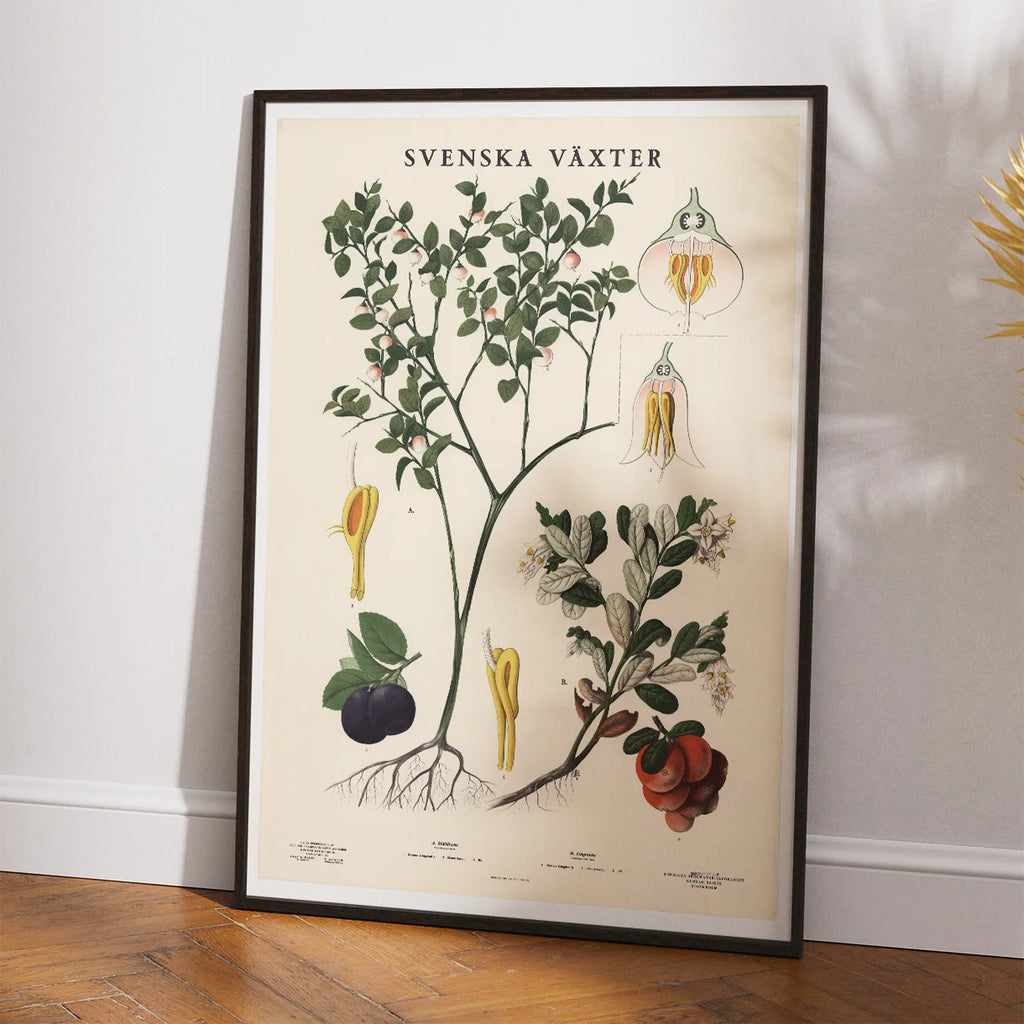 Blåbær og tyttebær 1939 - Botanik – billede 2