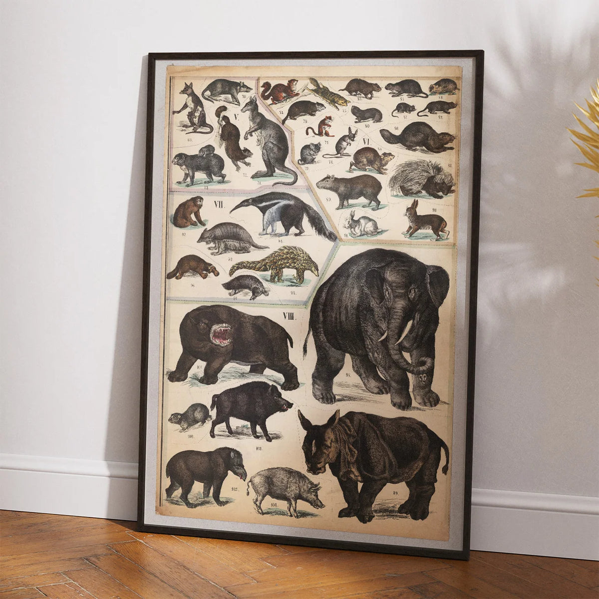 Pungdyr, gnavere og tykhuder 1890 - Zoologi – billede 2