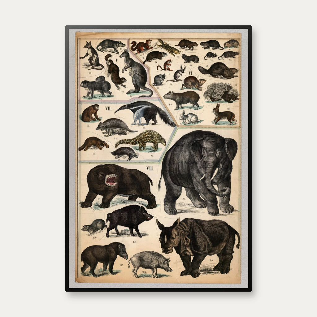 Pungdyr, gnavere og tykhuder 1890 - Zoologi – billede 1