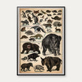 Pungdyr, gnavere og tykhuder 1890 - Zoologi – billede 1