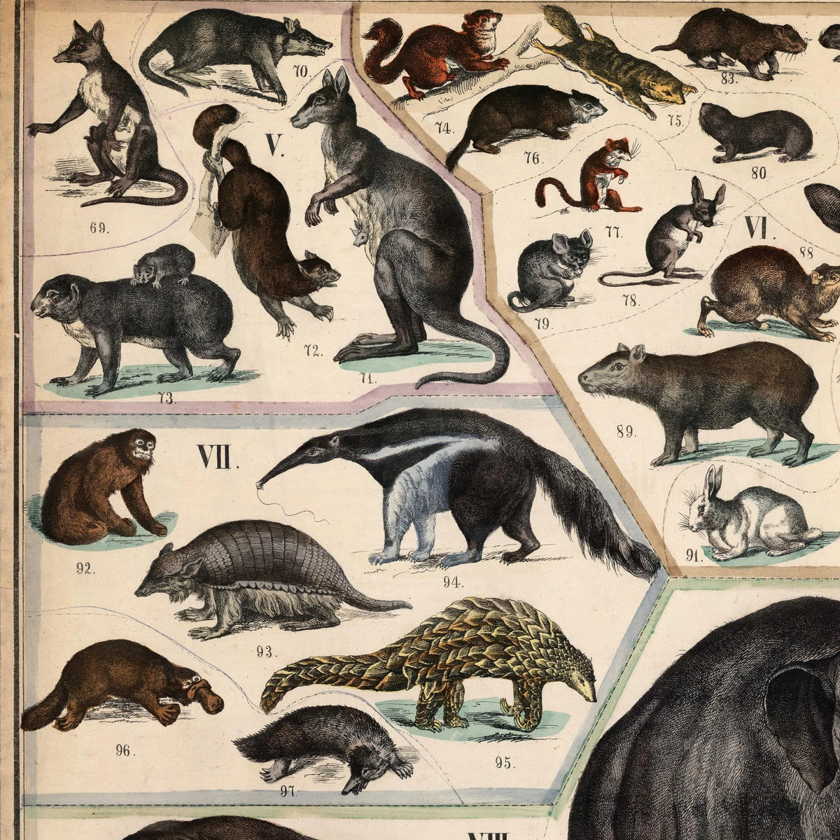 Pungdyr, gnavere og tykhuder 1890 - Zoologi – billede 4