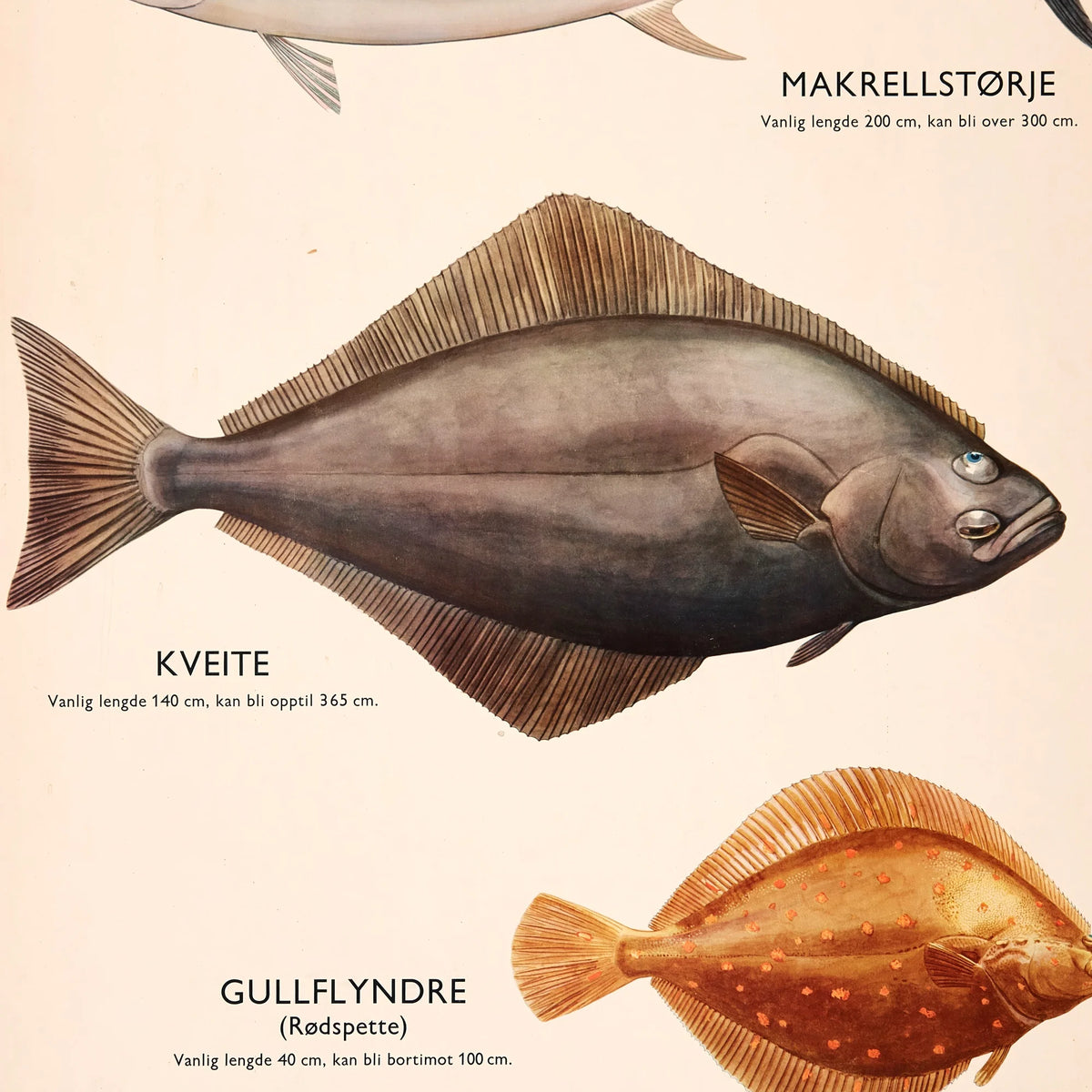 Fiskeplanche 1957 - Zoologi – billede 4