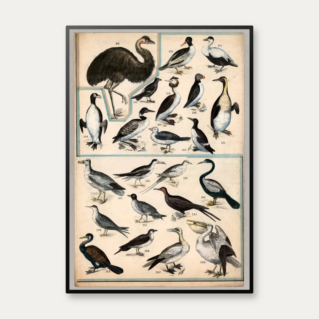 Fugle V 1890 - Zoologi – billede 1