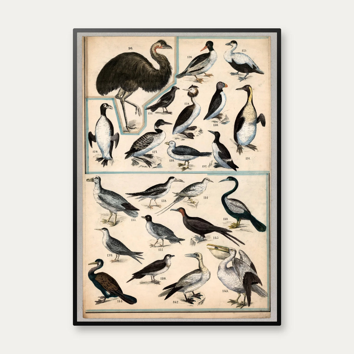 Fugle V 1890 - Zoologi – billede 1