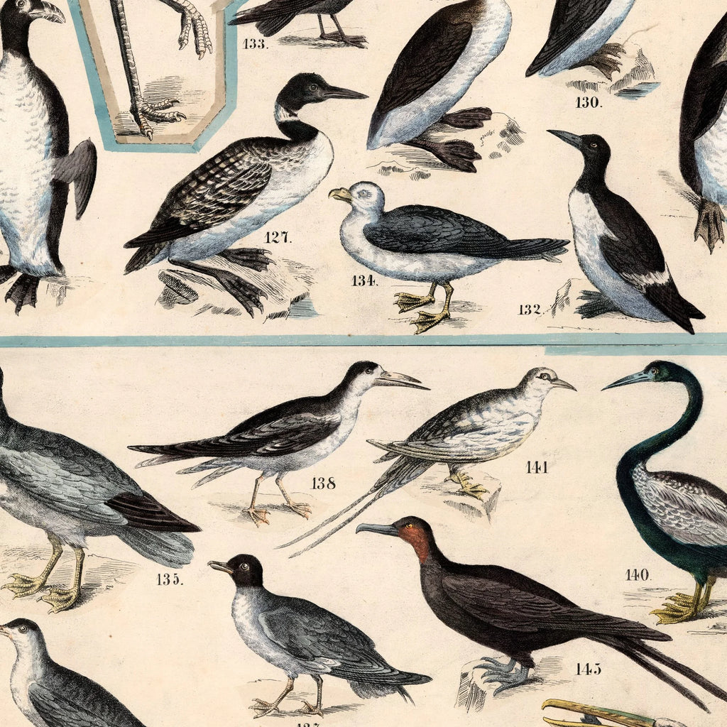 Fugle V 1890 - Zoologi – billede 4