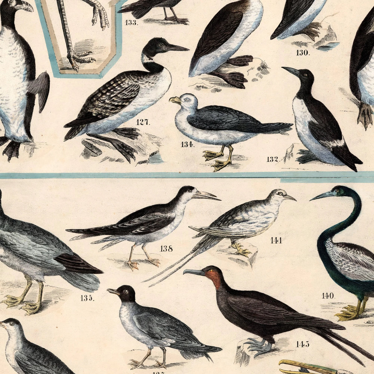 Fugle V 1890 - Zoologi – billede 4