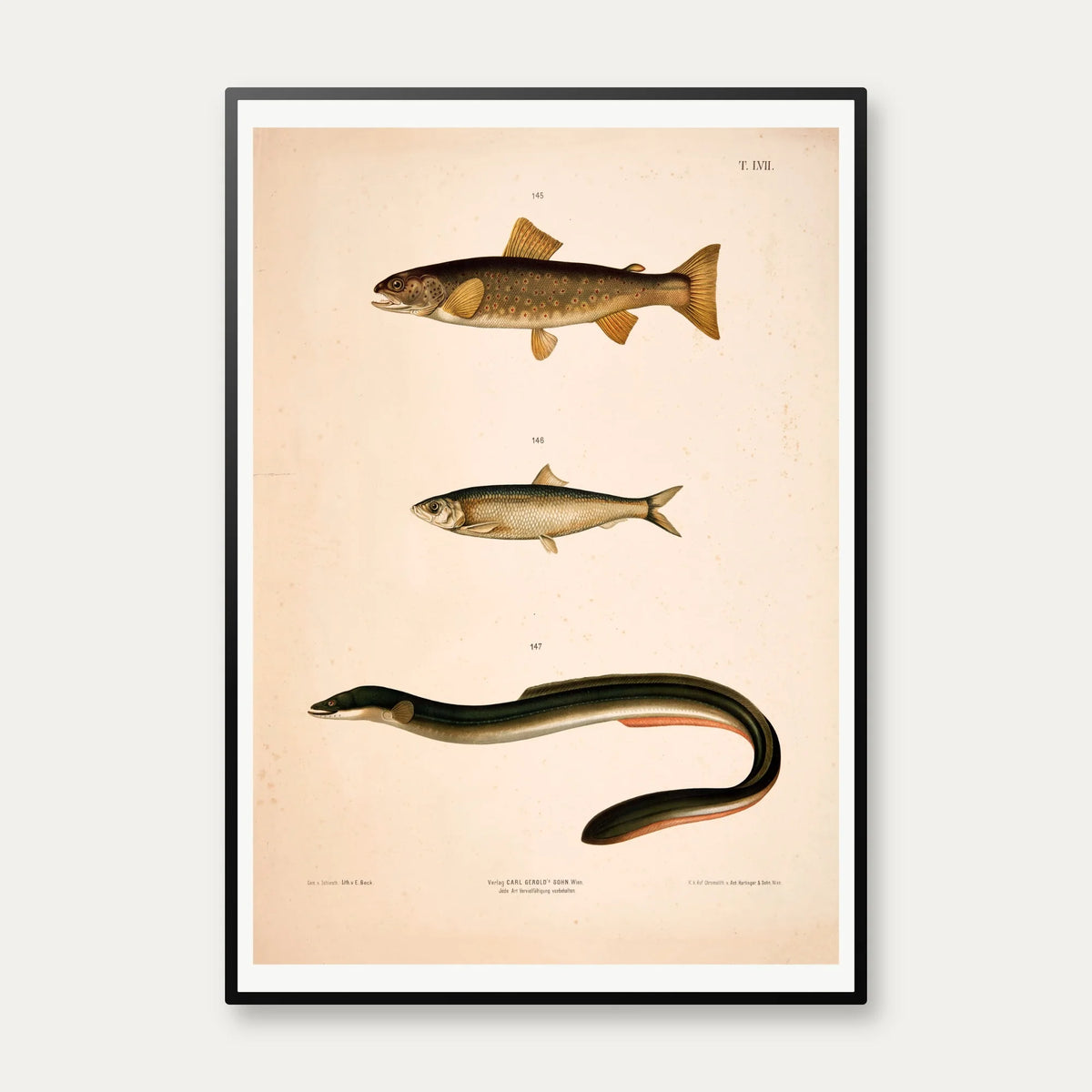 Ørred, sild og ål 1889 - Zoologi – billede 1