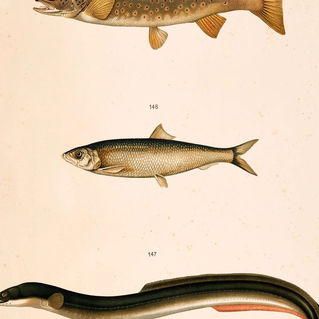 Ørred, sild og ål 1889 - Zoologi – billede 4