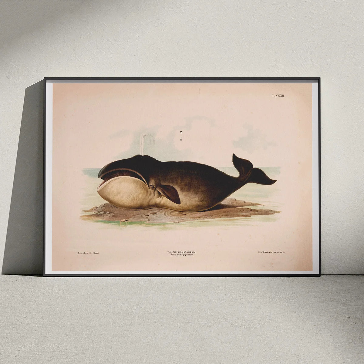Hval 1889 - Zoologi – billede 3