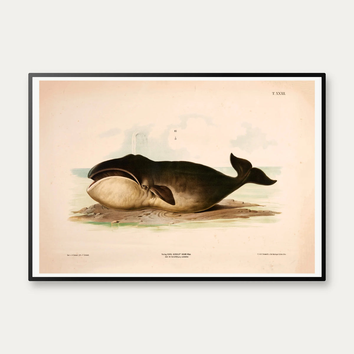 Hval 1889 - Zoologi – billede 1