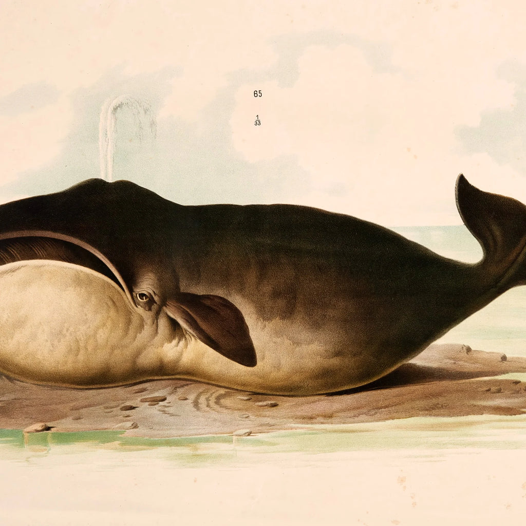 Hval 1889 - Zoologi – billede 4